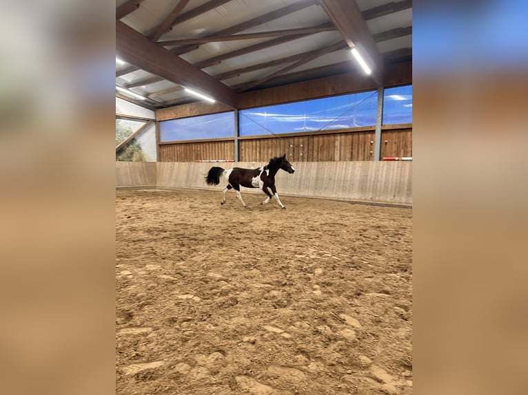 Sportivo Tedesco / Sportivo della Germania Castrone 3 Anni 163 cm Pezzato in Leipzig