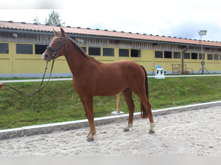 Sportivo Tedesco / Sportivo della Germania Castrone 3 Anni 163 cm Sauro in Bobritzsch