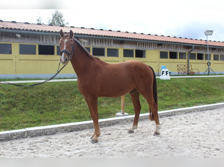 Sportivo Tedesco / Sportivo della Germania Castrone 3 Anni 163 cm Sauro in Bobritzsch