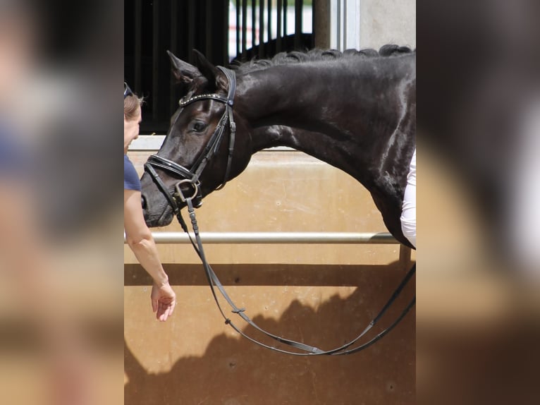 Sportivo Tedesco / Sportivo della Germania Castrone 3 Anni 164 cm Morello in Freiburg im Breisgau