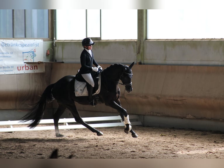 Sportivo Tedesco / Sportivo della Germania Castrone 3 Anni 164 cm Morello in Freiburg im Breisgau