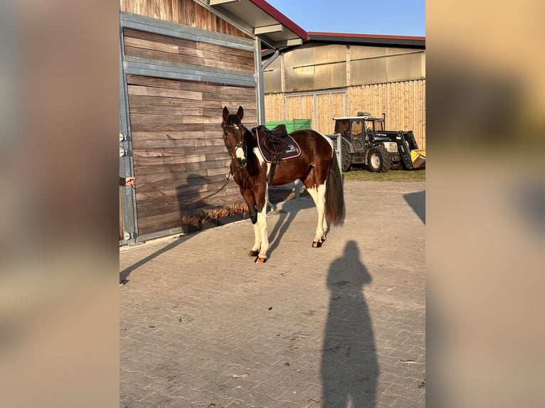Sportivo Tedesco / Sportivo della Germania Castrone 3 Anni 164 cm Pezzato in Leipzig