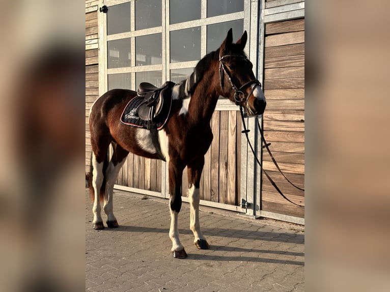 Sportivo Tedesco / Sportivo della Germania Castrone 3 Anni 164 cm Pezzato in Leipzig