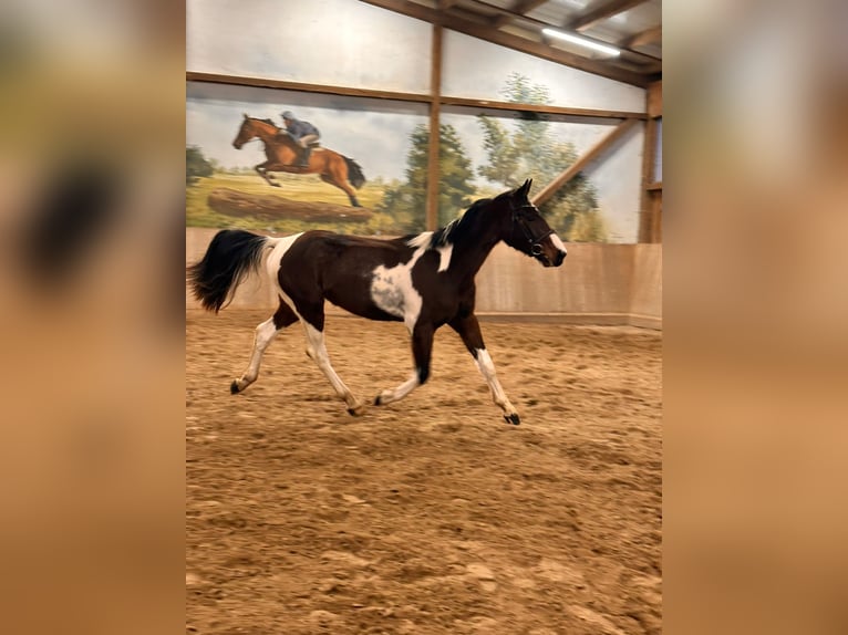 Sportivo Tedesco / Sportivo della Germania Castrone 3 Anni 164 cm Pezzato in Leipzig