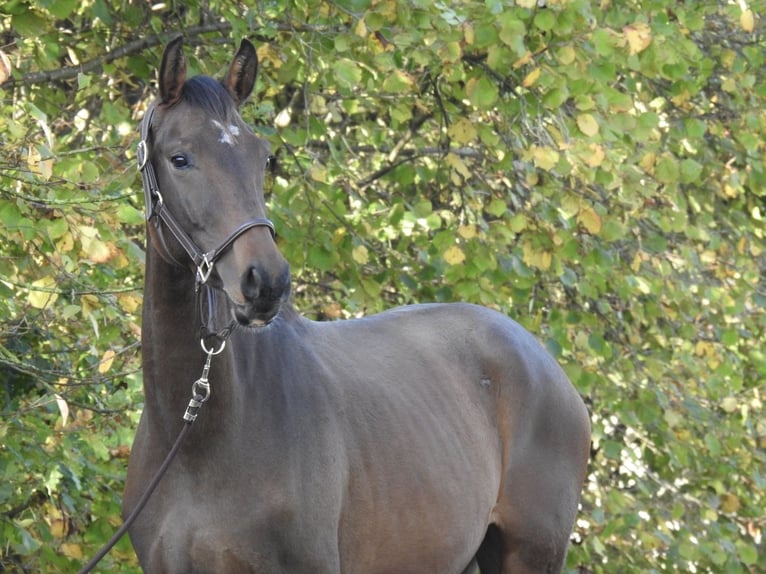 Sportivo Tedesco / Sportivo della Germania Castrone 3 Anni 165 cm Baio in Verl