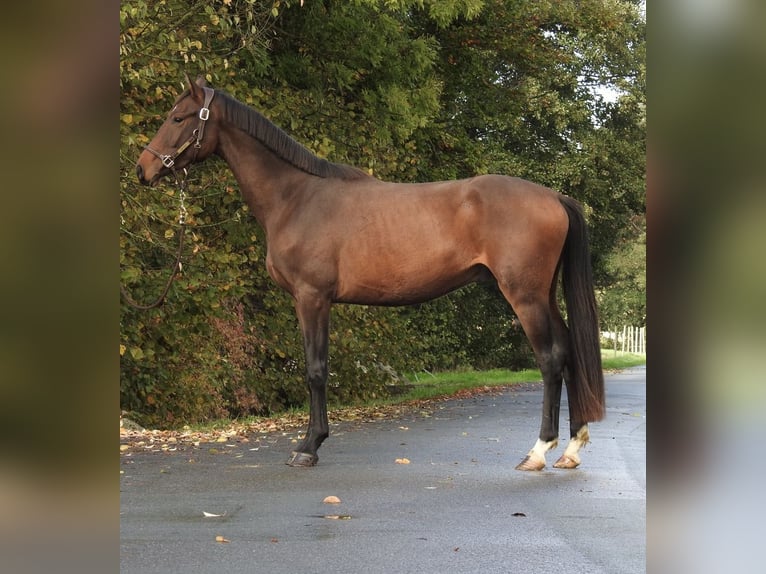 Sportivo Tedesco / Sportivo della Germania Castrone 3 Anni 165 cm Baio in Verl