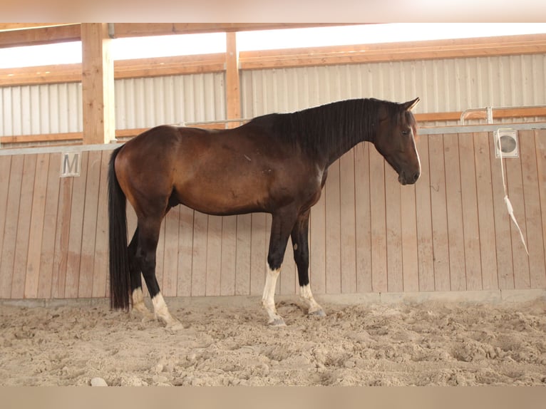 Sportivo Tedesco / Sportivo della Germania Castrone 3 Anni 165 cm Baio scuro in Feldatal