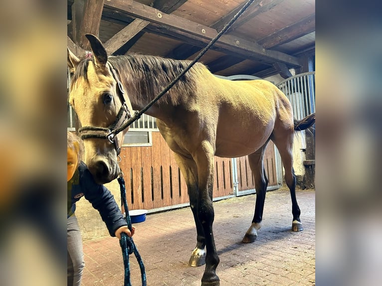 Sportivo Tedesco / Sportivo della Germania Castrone 3 Anni 165 cm Pelle di daino in Rätzlingen