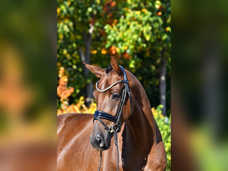 Sportivo Tedesco / Sportivo della Germania Castrone 3 Anni 165 cm Sauro scuro in Kamern