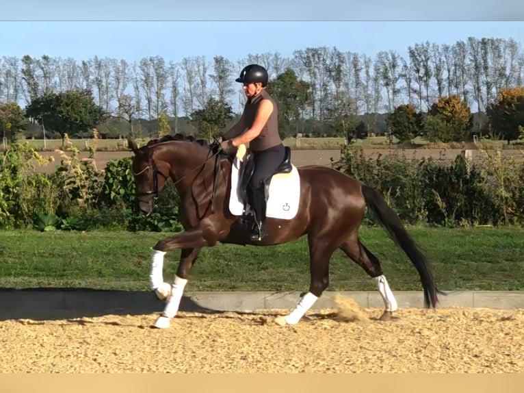 Sportivo Tedesco / Sportivo della Germania Castrone 3 Anni 165 cm Sauro scuro in Kamern