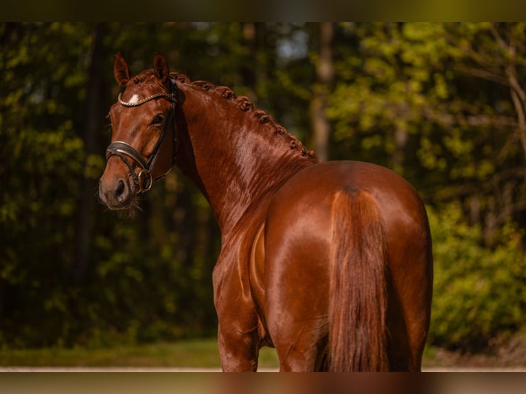 Sportivo Tedesco / Sportivo della Germania Castrone 3 Anni 165 cm Sauro scuro in Wehringen
