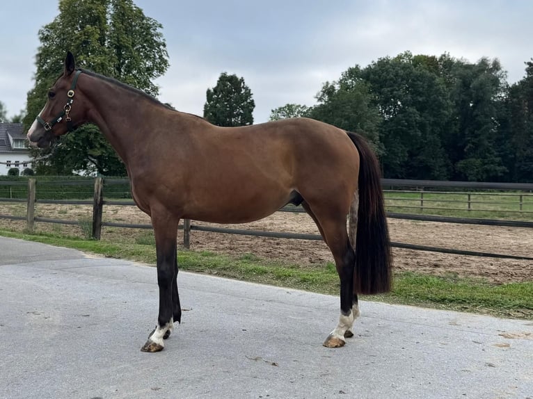 Sportivo Tedesco / Sportivo della Germania Castrone 3 Anni 166 cm Baio in Ratingen