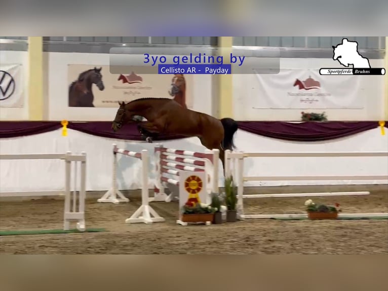 Sportivo Tedesco / Sportivo della Germania Castrone 3 Anni 166 cm Baio in Gadow