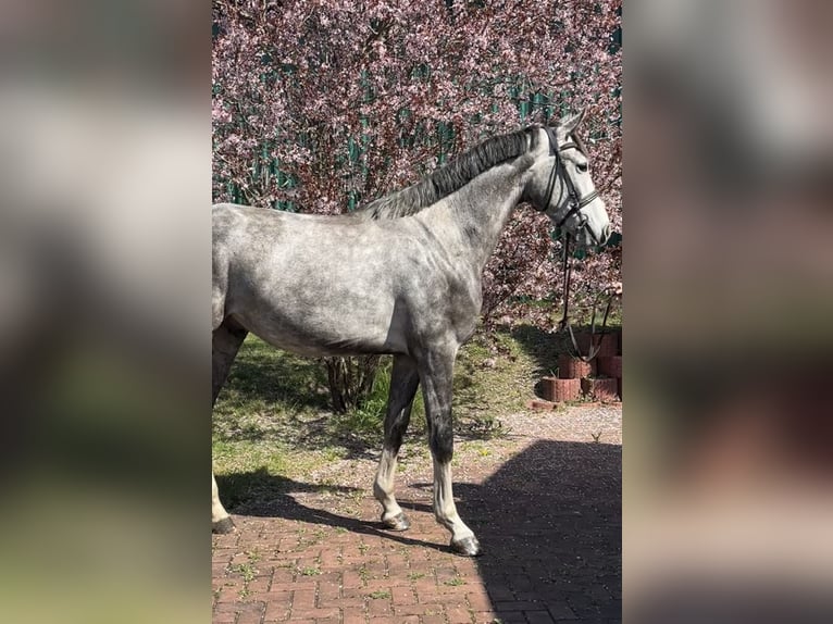 Sportivo Tedesco / Sportivo della Germania Castrone 3 Anni 166 cm Grigio in Teupitz
