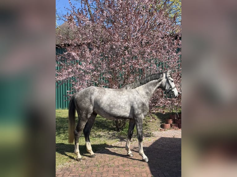 Sportivo Tedesco / Sportivo della Germania Castrone 3 Anni 166 cm Grigio in Teupitz