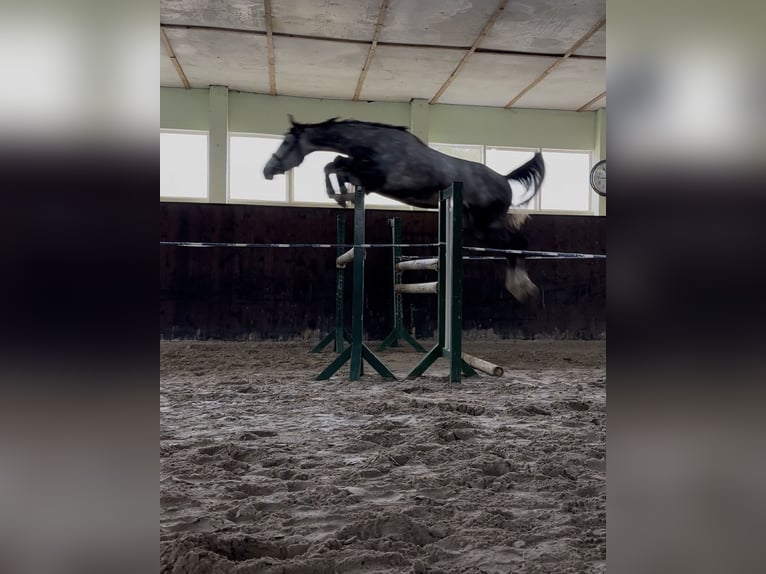 Sportivo Tedesco / Sportivo della Germania Castrone 3 Anni 166 cm Grigio in Teupitz