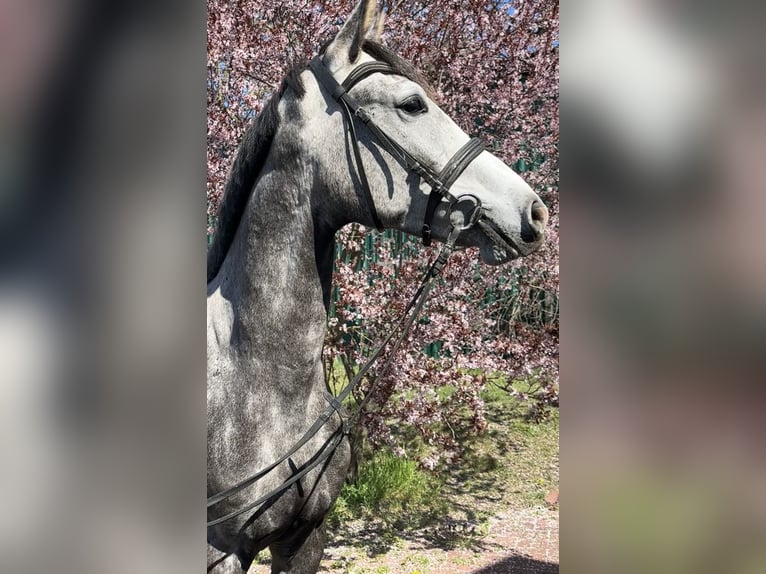 Sportivo Tedesco / Sportivo della Germania Castrone 3 Anni 166 cm Grigio in Teupitz