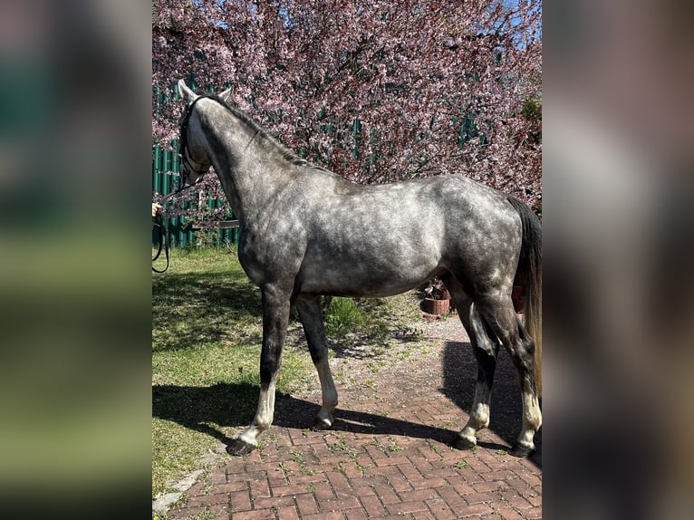 Sportivo Tedesco / Sportivo della Germania Castrone 3 Anni 166 cm Grigio in Teupitz