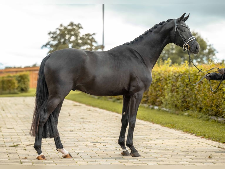 Sportivo Tedesco / Sportivo della Germania Castrone 3 Anni 166 cm Morello in Gomadingen