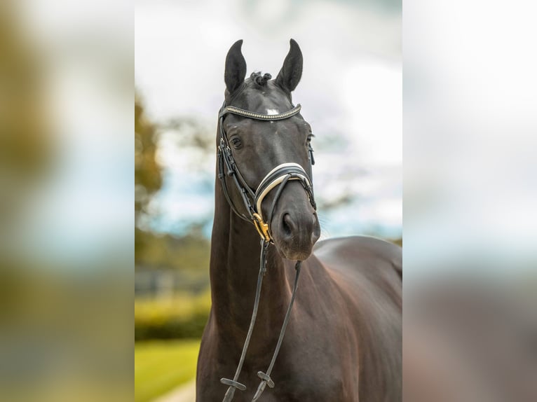 Sportivo Tedesco / Sportivo della Germania Castrone 3 Anni 166 cm Morello in Gomadingen