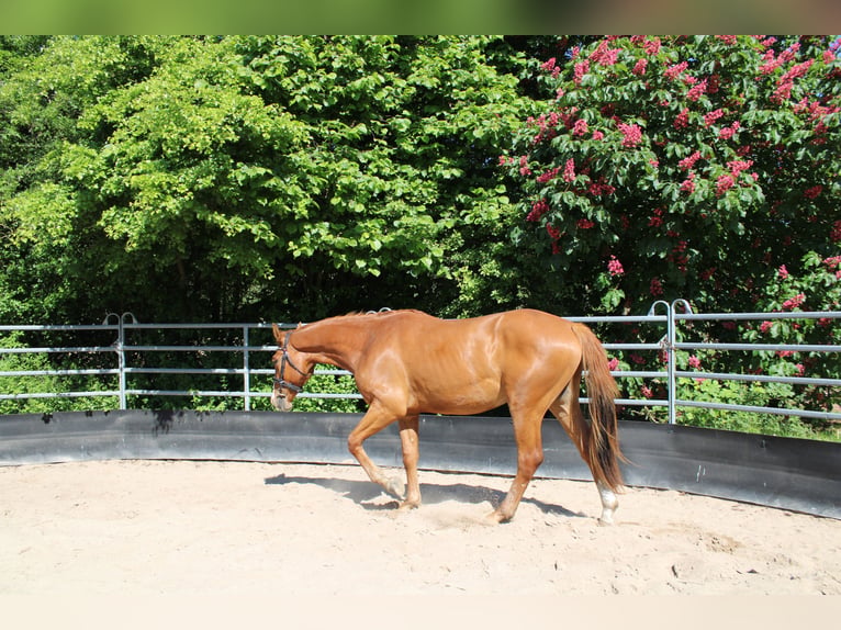 Sportivo Tedesco / Sportivo della Germania Castrone 3 Anni 166 cm Sauro in Bosau