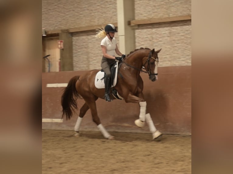 Sportivo Tedesco / Sportivo della Germania Castrone 3 Anni 166 cm Sauro in Wehringen