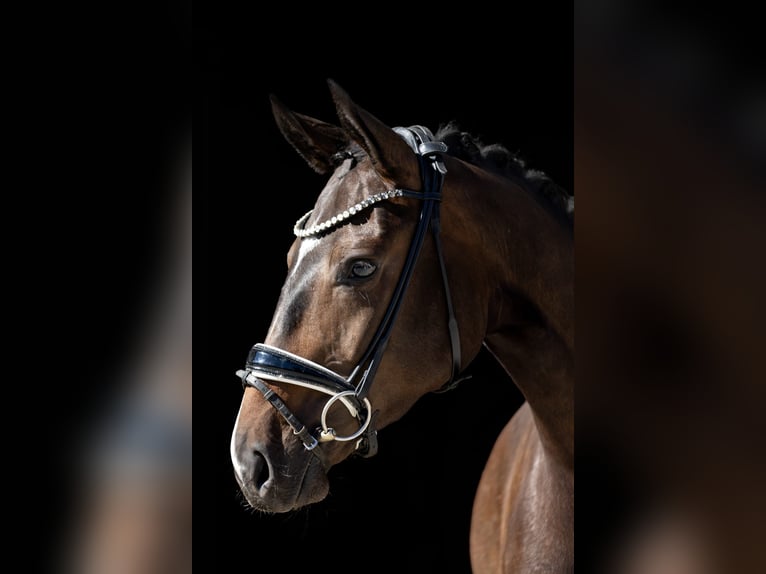 Sportivo Tedesco / Sportivo della Germania Castrone 3 Anni 167 cm Baio scuro in Rosenheim