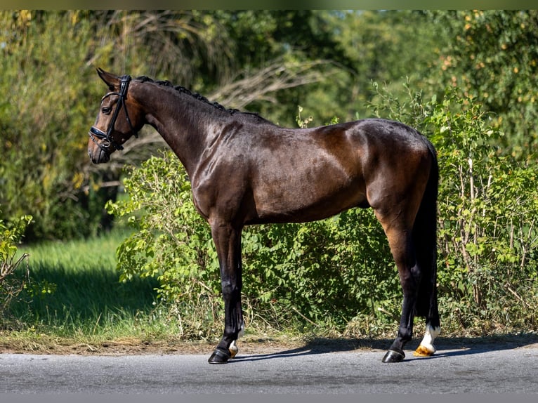 Sportivo Tedesco / Sportivo della Germania Castrone 3 Anni 167 cm Baio scuro in Rosenheim