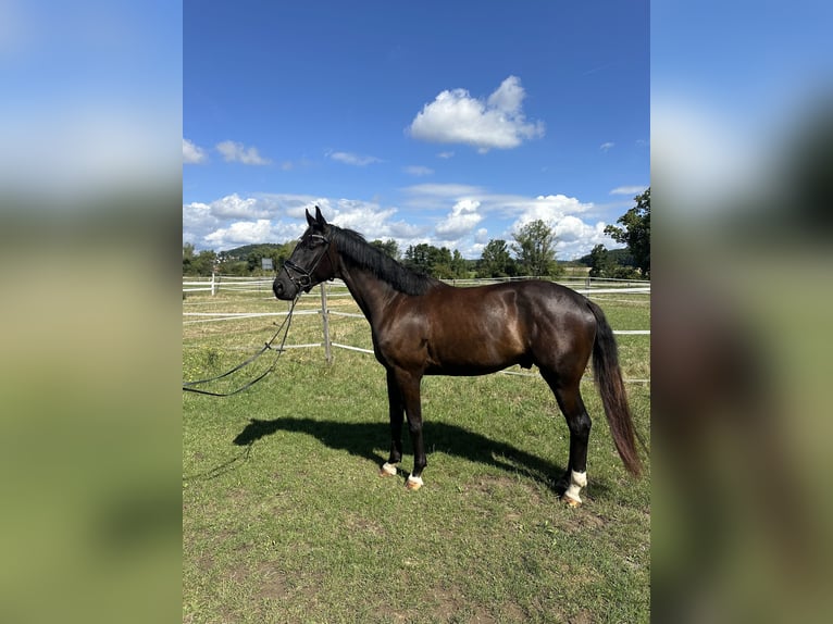 Sportivo Tedesco / Sportivo della Germania Castrone 3 Anni 167 cm Morello in Thalm&#xE4;ssing