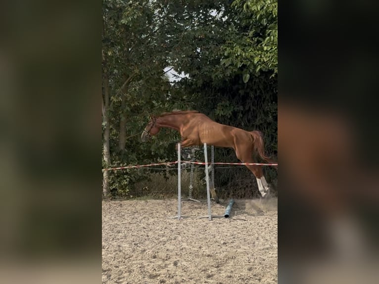 Sportivo Tedesco / Sportivo della Germania Castrone 3 Anni 167 cm Sauro in EilenburgEilenburg