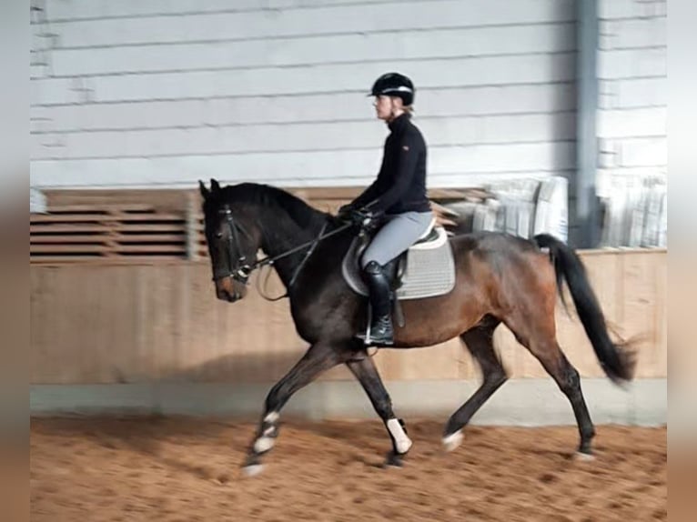 Sportivo Tedesco / Sportivo della Germania Castrone 3 Anni 168 cm Baio nero in Ilmtal-Weinstra&#xDF;e