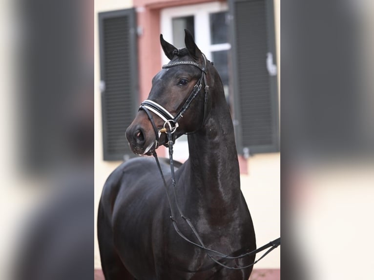 Sportivo Tedesco / Sportivo della Germania Castrone 3 Anni 168 cm Baio scuro in Neunkirchen