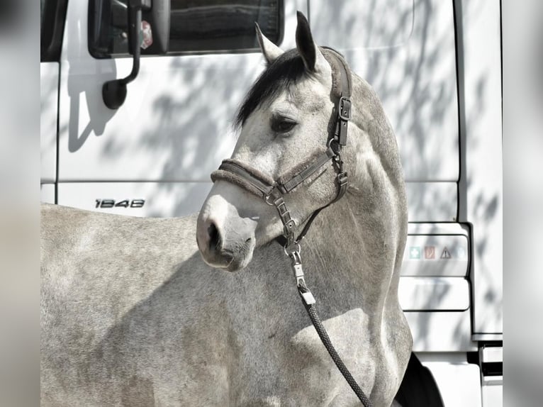Sportivo Tedesco / Sportivo della Germania Castrone 3 Anni 168 cm Grigio pezzato in Ratingen