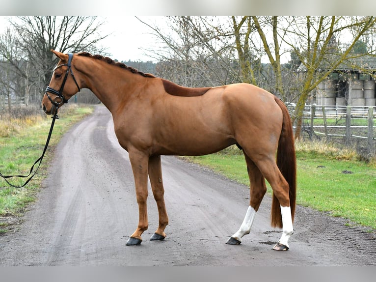 Sportivo Tedesco / Sportivo della Germania Castrone 3 Anni 168 cm Sauro in Kamern