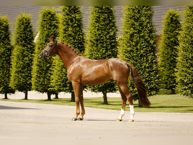 Sportivo Tedesco / Sportivo della Germania Castrone 3 Anni 168 cm Sauro scuro in Steinfurt