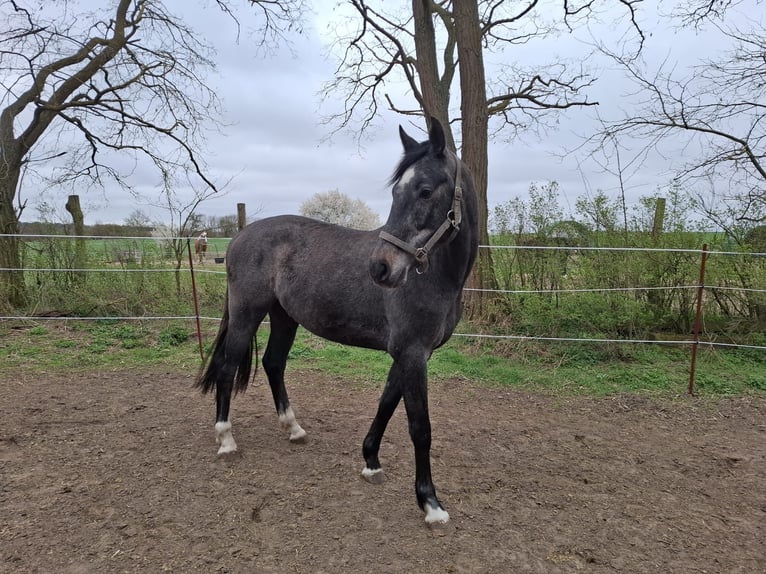 Sportivo Tedesco / Sportivo della Germania Castrone 3 Anni 169 cm Grigio pezzato in Steinhöfel