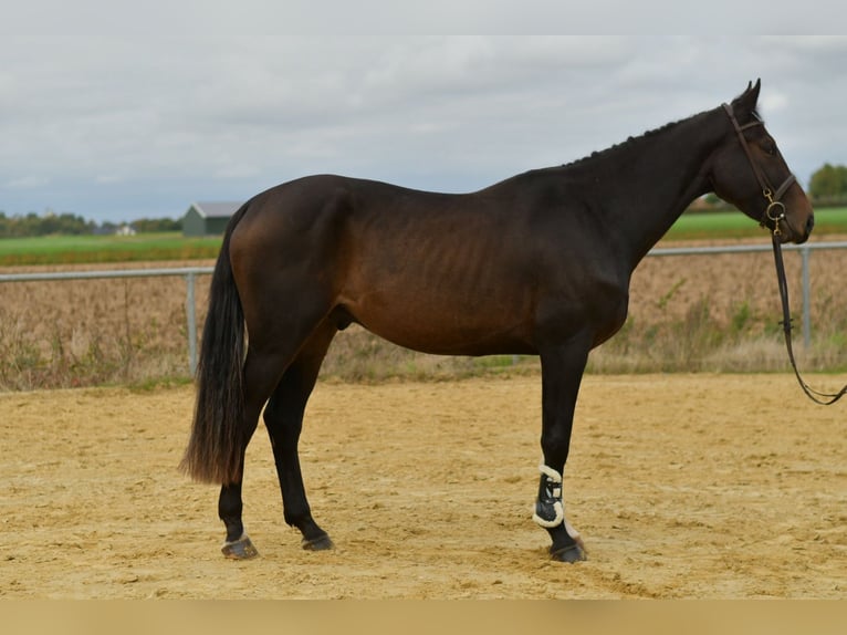 Sportivo Tedesco / Sportivo della Germania Castrone 3 Anni 170 cm Baio scuro in Geilenkirchen Sportivo Tedesco / Sportivo della Germania Castrone 3 Anni 170 cm Baio scuro in Geilenkirchen