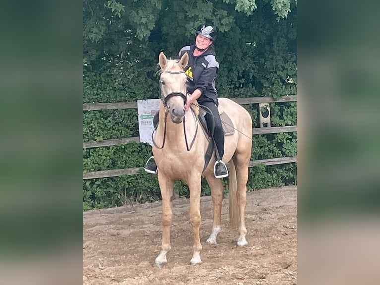 Sportivo Tedesco / Sportivo della Germania Castrone 3 Anni 170 cm Palomino in Bosau