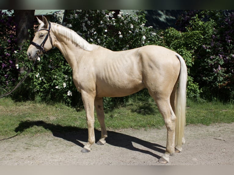 Sportivo Tedesco / Sportivo della Germania Castrone 3 Anni 170 cm Palomino in Bosau
