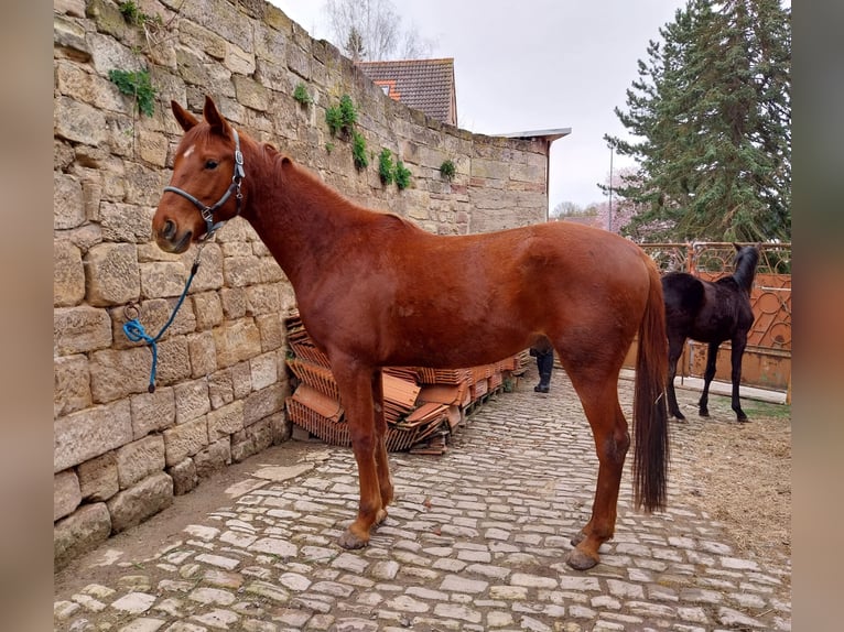 Sportivo Tedesco / Sportivo della Germania Castrone 3 Anni 170 cm Sauro in Querfurt
