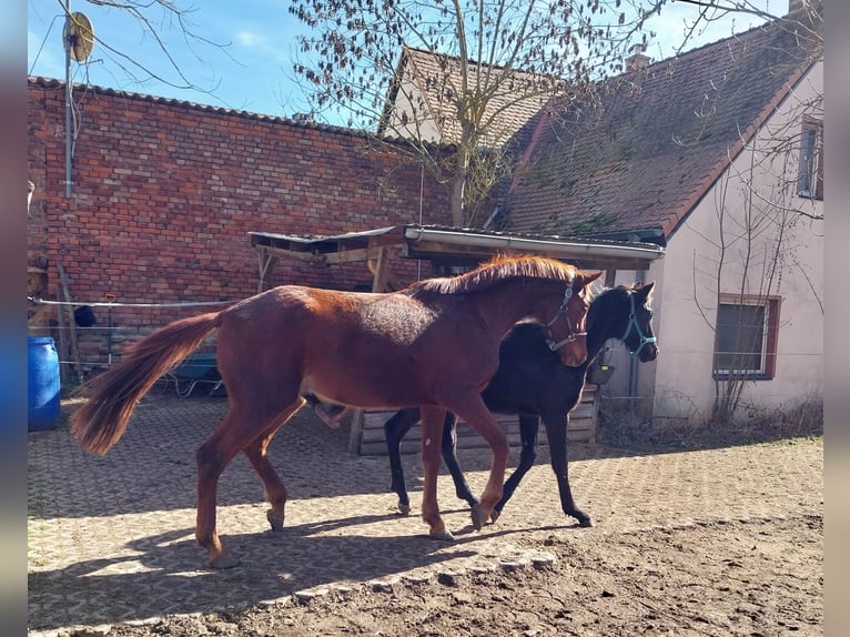 Sportivo Tedesco / Sportivo della Germania Castrone 3 Anni 170 cm Sauro in Querfurt