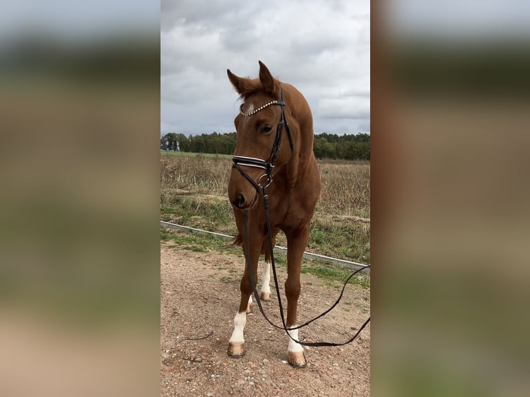 Sportivo Tedesco / Sportivo della Germania Castrone 3 Anni 170 cm Sauro in Rochau