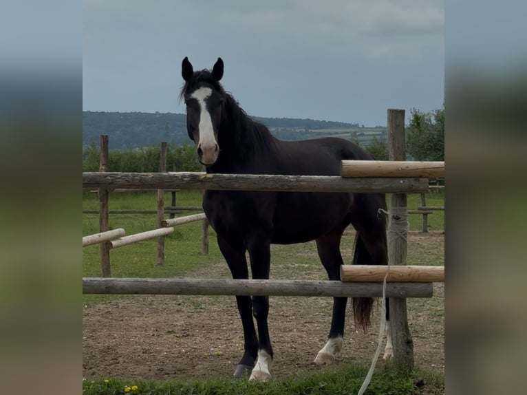 Sportivo Tedesco / Sportivo della Germania Castrone 3 Anni 172 cm Baio in Traismauer