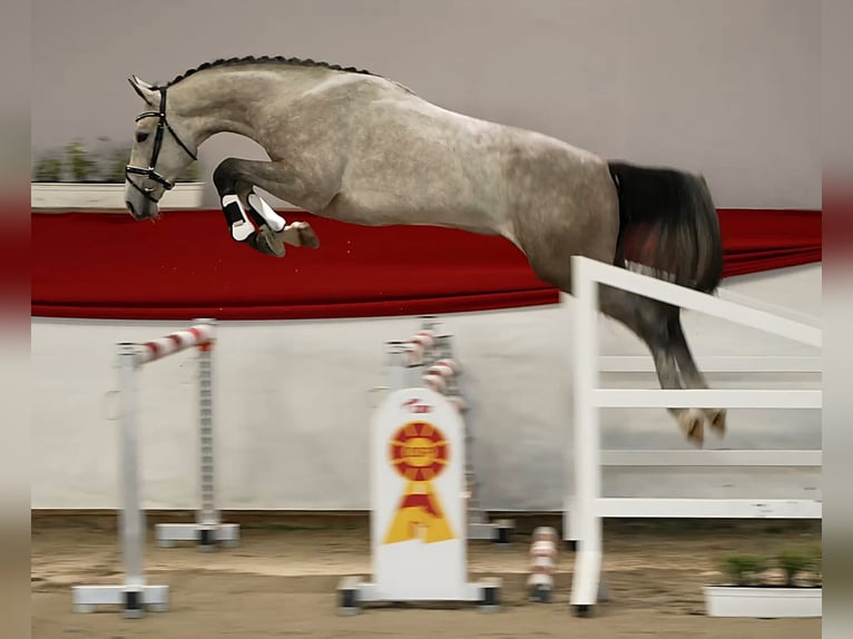 Sportivo Tedesco / Sportivo della Germania Castrone 3 Anni 172 cm Grigio in Schwarzbach