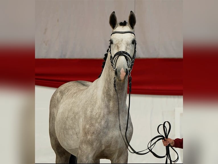 Sportivo Tedesco / Sportivo della Germania Castrone 3 Anni 172 cm Grigio in Schwarzbach