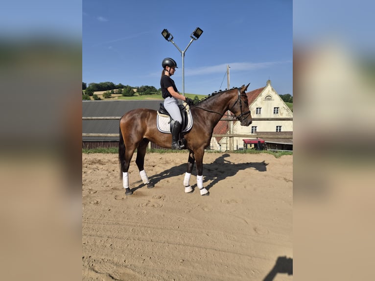 Sportivo Tedesco / Sportivo della Germania Castrone 3 Anni 173 cm Baio in Dittersdorf