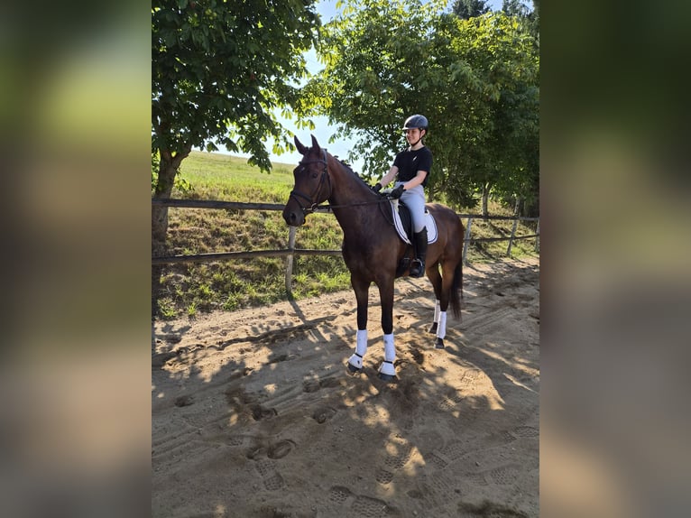 Sportivo Tedesco / Sportivo della Germania Castrone 3 Anni 173 cm Baio in Dittersdorf