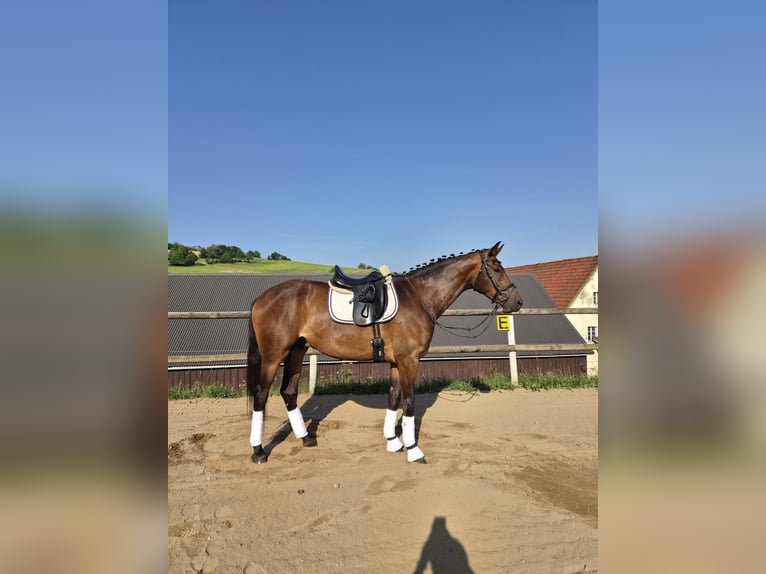 Sportivo Tedesco / Sportivo della Germania Castrone 3 Anni 173 cm Baio in Dittersdorf