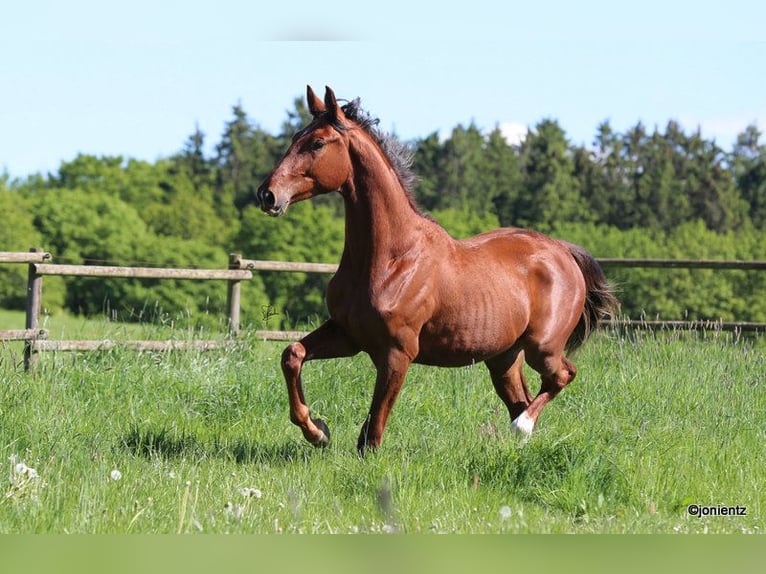 Sportivo Tedesco / Sportivo della Germania Castrone 3 Anni 178 cm Sauro in Radevormwald