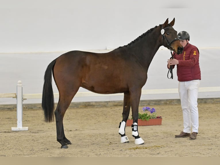 Sportivo Tedesco / Sportivo della Germania Castrone 3 Anni Baio scuro in Niederkirchen